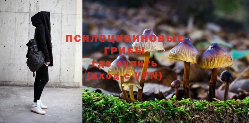 как найти закладки  Верещагино  Галлюциногенные грибы Psilocybe 